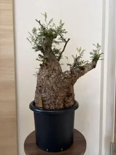 大株】亀甲竜 塊根植物 フォーク パキプス グラキリス コミフォラ