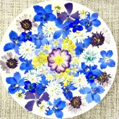 星型 青いお花たっぷりのトレー 固まるハーバリウム - メルカリ