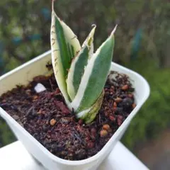 [中株・スナグルトゥース(子株1付)]血統、抜き苗、発送 錦フェア【抜き苗発送】活着 アガベ チタノタ スナグルトゥース OC