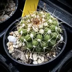 baikinsennin様 リクエスト 2点 まとめ商品