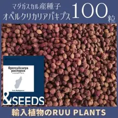 ベ*ィ様 OP種子100粒オペルクリカリア・パキプス種　塊根植物のサムネイル