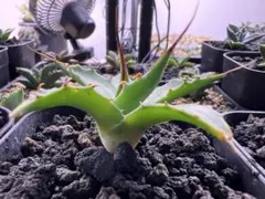 2025年最新】エボリスピナ 実生の人気アイテム - メルカリ