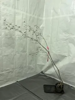 2025年最新】山採り ツツジの人気アイテム - メルカリ