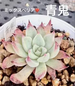 人気❤️青鬼❤️おらいさん苗　ミックスベリア　多肉植物　札無し　抜き苗