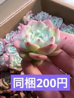 あかねこ様 リクエスト 5点 まとめ商品