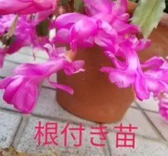 デンマークカクタス 根付き苗 ピンクのサムネイル