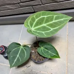 ス*ス様 Anthurium papillilaminum RL S1 - メルカリ