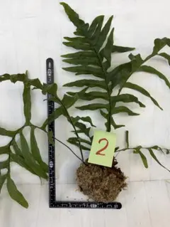 2026年最新】大株 ビカクシダの人気アイテム - メルカリ