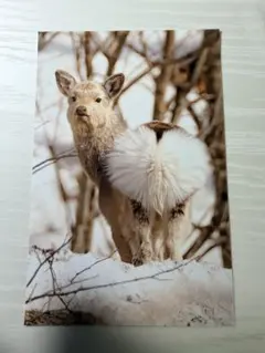 Item thumbnail for item 4d49b14c-83f1-4d93-96eb-ff680280045c