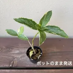 様 希少 輸入アジサイ アドラ クラシック 挿し木苗② - メルカリ