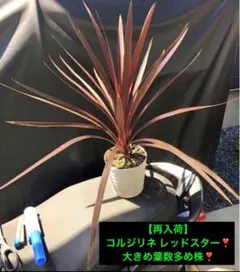 2025年最新】コルジリネレッドスターの人気アイテム - メルカリ