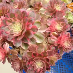 多肉植物。アエオニウム 香妃法師錦抜き苗 - メルカリ