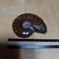 20cm アンモナイト 化石 モロッコ産 ゴニアタイト スタンド付き - メルカリ