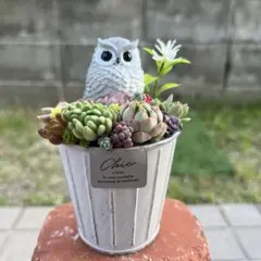 ネコちゃん♡多肉植物寄せ植え♡そのまま飾れる♡ - メルカリ