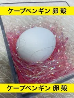 2025年最新】テン 剥製の人気アイテム - メルカリ