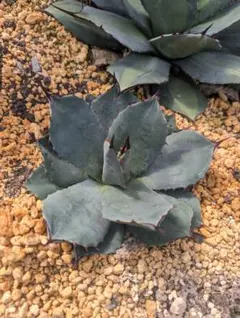 2026年最新】アガベの人気アイテム - メルカリ