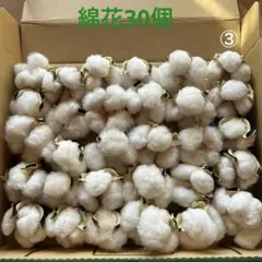 綿花　綿　ドライフラワー　 コットンフラワー