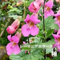 秋まき花の種　レーマニア・エラータ 100粒以上　耐寒性多年草