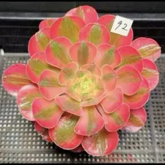 82#観葉植物ア工オニウム錦❤️レッド富士❤️青花瓷❤️1大頭2小頭