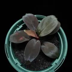 げそりん様 リクエスト 2点 まとめ商品