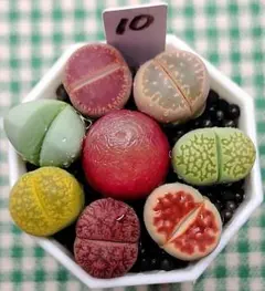 2025年最新】コノフィツムの人気アイテム - メルカリ