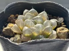 ハオルチア ドドソン紫オブツーサOB−1