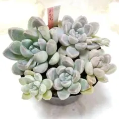 おもち ⑥ カット苗 全て つぶつぶ屋さん 多肉植物 6㎝ポット