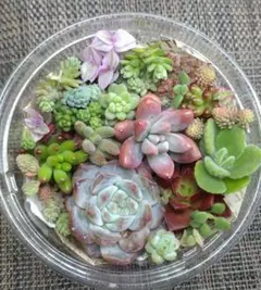 2026年最新】多肉弁当の人気アイテム - メルカリ