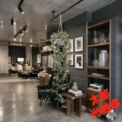 光触媒　人工観葉植物　ウォールグリーン　フェイクグリーン　トラディスカンティアHのサムネイル