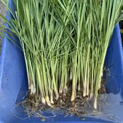 レモングラス　苗　hanako♡様専用