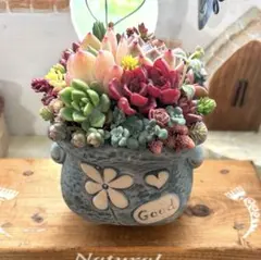 ❤️多肉植物そのまま飾れる❤️寄せ植え❤️韓国鉢ブルー色