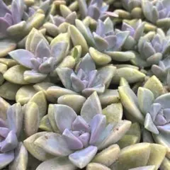 きなこ様 リクエスト 2点 まとめ商品