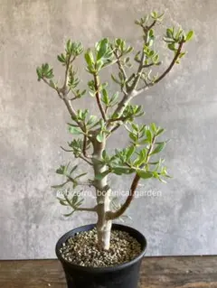 まとめ買い割引き済み　reruri.com様 リクエスト 2点 まとめ商品