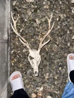 鹿の角頭付き小さめ