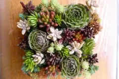 シックな色目 多肉 カット 詰め合わせ 丈夫 寄せ植え 地植え