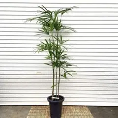 2025年最新】シュロチクの人気アイテム - メルカリ