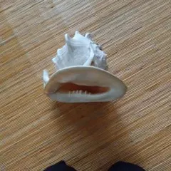 法螺貝とマンボウ貝のセット（セット売り）週末値下げ中！ - メルカリ