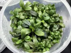 2025年最新】ブラウニーゴーストの人気アイテム - メルカリ