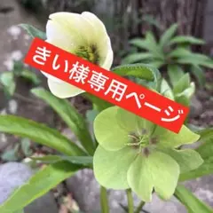 ⚪︎送料込みʕ•̫͡• クリスマスローズ 株分け苗5株のサムネイル