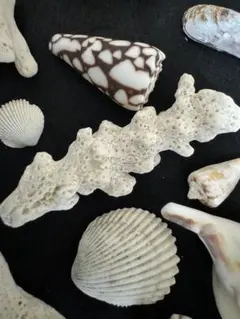 お値下げ　枝珊瑚　巻貝　貝殻　各種　アソート　大小　アート作品　白　茶？
