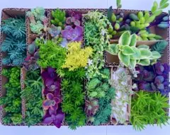 Sale多肉植物セダム カット苗２０種詰め合せ 寄せ植えセットゆうゆうメルカリ便