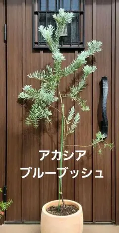 希少☆リューカデンドロン ゴールデンファイヤーワークス 抜き 苗