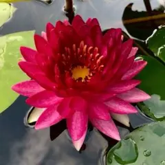 耐寒性睡蓮❢温帯睡蓮ハタイ・ティップ - メルカリ
