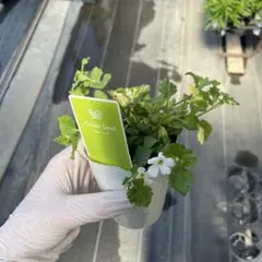 カラーリーフ　＊同梱推奨商品