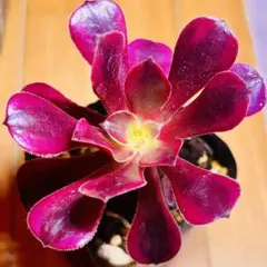 2026年最新】観葉植物 アエオニウムの人気アイテム - メルカリ
