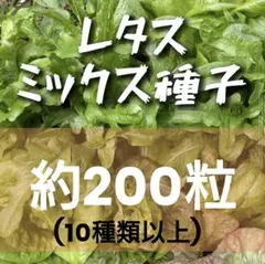 Kashimi様 リクエスト 2点 まとめ商品