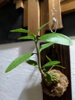 ヒドノフィツム・フォルミカルム 塊根植物 コーデックス - メルカリ