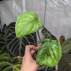 ランチュウ様専用大株 スキンダプサス パラヒヤンガン トリカラー