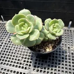 多肉植物　桜牡丹　全て　メルカリ便発送 多肉植物 桜牡丹 全て メルカリ便発送 - メルカリ