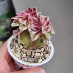 2026年最新】多肉植物 綴化の人気アイテム - メルカリ